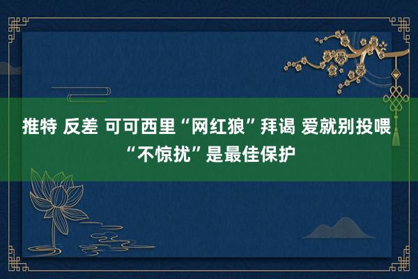 推特 反差 可可西里“网红狼”拜谒 爱就别投喂 “不惊扰”是最佳保护